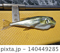 釣り上げたサバフグ 140449285