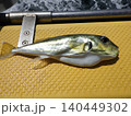 釣り上げたサバフグ 140449302