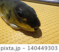 釣り上げたサバフグ 140449303