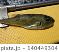 釣り上げたサバフグ 140449304