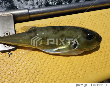 釣り上げたサバフグ 釣り上げたサバフグ 140449304