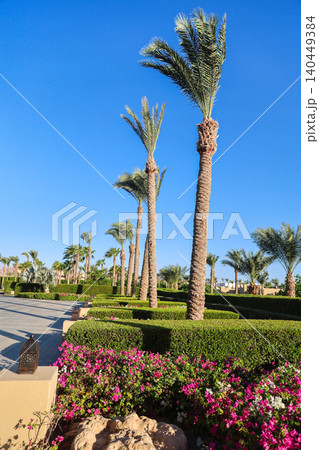 A beautiful, well-kept alley with flowers and palm trees A beautiful, well-kept alley with flowers and palm trees 140449384