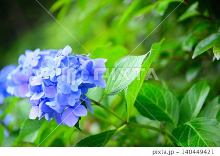 梅雨の花・あじさい 梅雨の花・あじさい 140449421