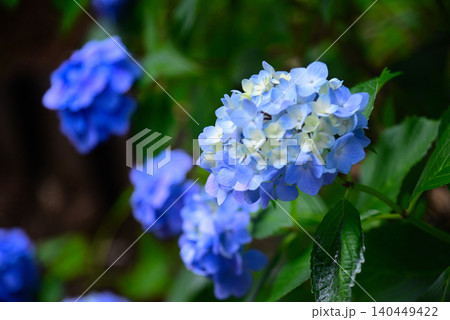 梅雨の花・あじさい 梅雨の花・あじさい 140449422