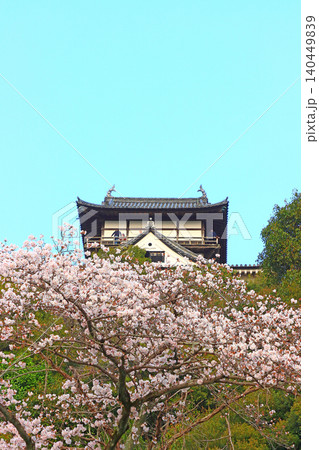愛知県犬山市、犬山城と桜の風景 愛知県犬山市、犬山城と桜の風景 140449839