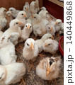 Healthy Baby Chickens Growing in Brooder Box 140449868