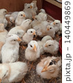 Flock of White Chicks During Early Development 140449869