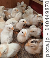 Juvenile Poultry Chicks Resting on Wood Shavings 140449870