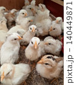 Close-Up of Growing Chicks in Poultry Farm 140449871