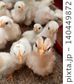 Young Chickens Gathering Inside Brooder House 140449872