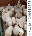 Baby Chicks with Developing Feathers in Farm Setup 140449873