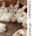 Poultry Farming Scene with Healthy Young Chicks 140449875