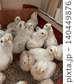 Indoor Brooding System for Growing Chickens 140449876