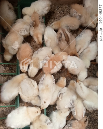 White and Cream Chicks in Livestock Production 140449877