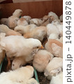 Adorable Flock of Juvenile Chickens in Brooder 140449878