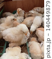 Early Growth Stage of Poultry Chicks on Farm 140449879