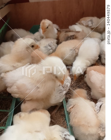 Early Growth Stage of Poultry Chicks on Farm 140449879