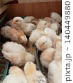 Group of Domestic Chicks in Warm Brooder Environment 140449880