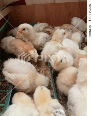 Group of Domestic Chicks in Warm Brooder Environment 140449880
