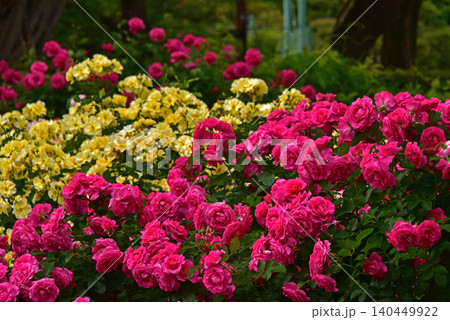 美しき薔薇の園 美しき薔薇の園 140449922