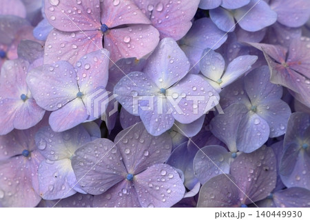 水滴も美しい雨上がりの紫陽花 140449930
