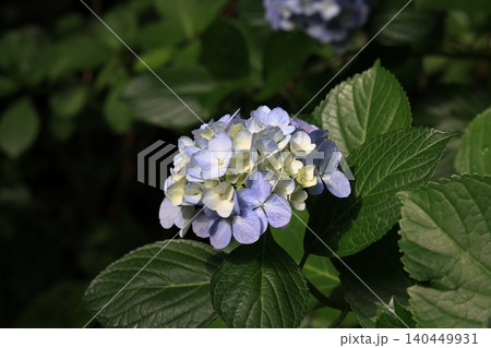 梅雨の合間に咲く紫陽花 梅雨の合間に咲く紫陽花 140449931