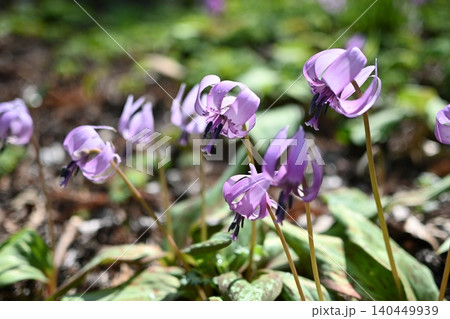 春の庭に咲くカタクリの花 春の庭に咲くカタクリの花 140449939