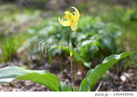 キバナカタクリの花 140449940