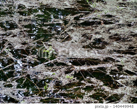 Floating pond debris and aquatic vegetation on dark water surface Floating pond debris and aquatic vegetation on dark water surface 140449948