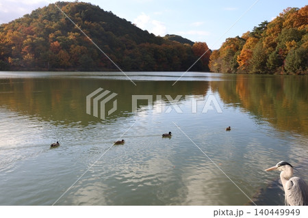 紅葉した木々と池 紅葉した木々と池 140449949