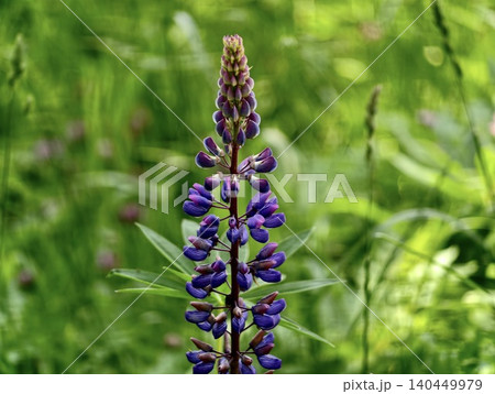 Purple lupine spike in sunlit green meadow Purple lupine spike in sunlit green meadow 140449979