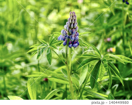 Purple lupine flower in green meadow with soft bokeh background Purple lupine flower in green meadow with soft bokeh background 140449980