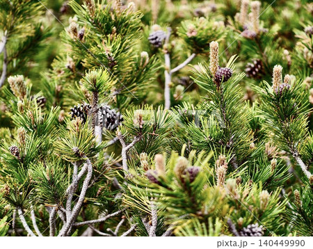 Close-up of dense pine shrub with needles and cones Close-up of dense pine shrub with needles and cones 140449990