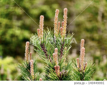 Young pine shoots with pollen cones on evergreen branches 140449991