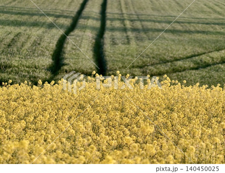 Yellow rapeseed field with green wheat and tractor tracks 140450025