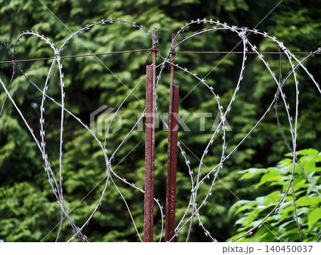 Coiled barbed wire atop rusty metal posts with green foliage background 140450037