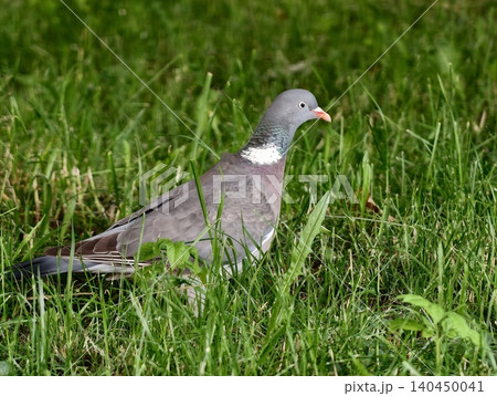 Wood pigeon walking in green grass with white neck patch Wood pigeon walking in green grass with white neck patch 140450041