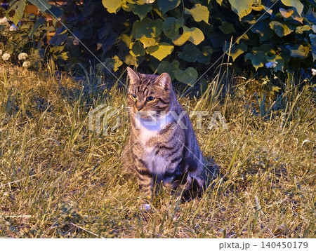 Tabby cat sitting in grassy garden near leafy shrubs at dusk Tabby cat sitting in grassy garden near leafy shrubs at dusk 140450179