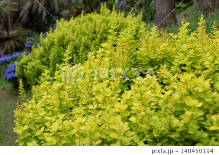 Bright yellow green Berberis foliage in ornamental garden landscape Bright yellow green Berberis foliage in ornamental garden landscape 140450194