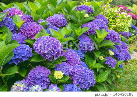 Blue and purple Hydrangea macrophylla blooms with pink hortensia background Blue and purple Hydrangea macrophylla blooms with pink hortensia background 140450195