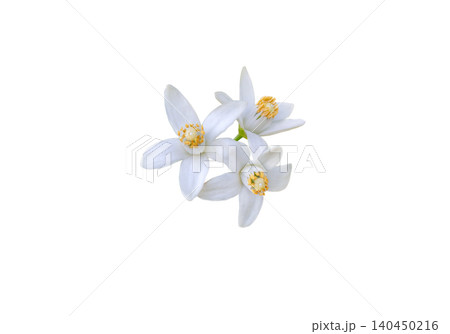 Orange tree flowers close up isolated on white background Orange tree flowers close up isolated on white background 140450216