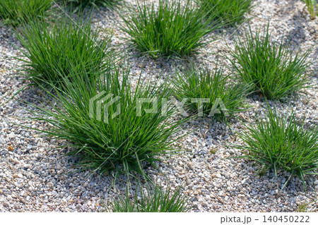 Ornamental grass clumps on light gravel mulch in spring garden Ornamental grass clumps on light gravel mulch in spring garden 140450222