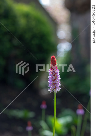 Vertical Primula vialii flower spike with red crown and lilac blooms in bokeh garden Vertical Primula vialii flower spike with red crown and lilac blooms in bokeh garden 140450223