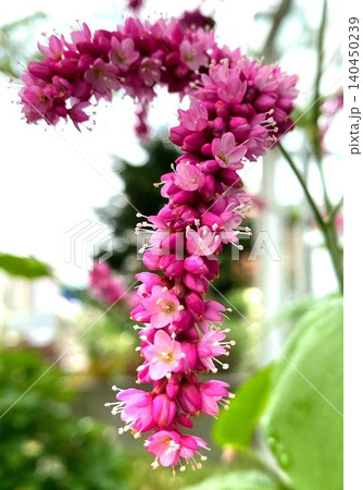 しなやかに垂れ下がって咲く鮮やかなピンク色のオオケタデの花 140450239