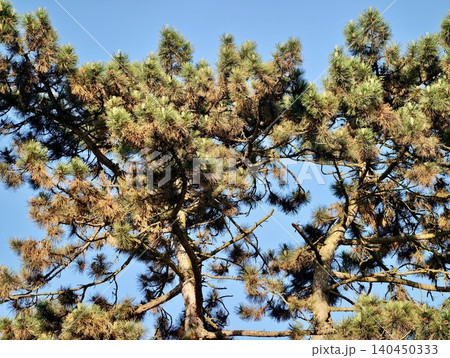 Sunlit pine tree canopy against clear blue sky Sunlit pine tree canopy against clear blue sky 140450333