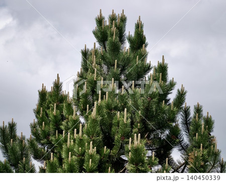 Green pine tree top with new light green male cones against cloudy sky 140450339