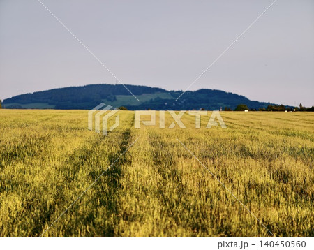 Golden grain field with distant hills Golden grain field with distant hills 140450560
