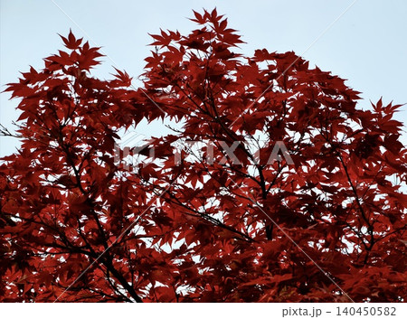 Red maple foliage against a clear blue sky Red maple foliage against a clear blue sky 140450582