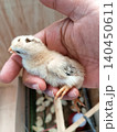 Newly Hatched Chick Resting in Human Hand 140450611