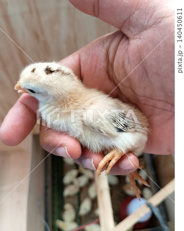 Newly Hatched Chick Resting in Human Hand Newly Hatched Chick Resting in Human Hand 140450611
